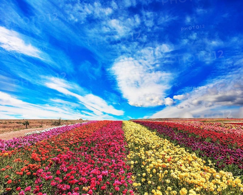 The field of buttercups /ranunculus/ on windy spring day. The flowers are brightly colored stripes and ready to harvest