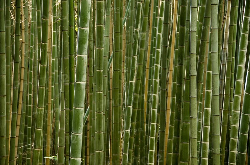 Background of a green stems of a japanese bamboo forest seen from the side, Osaka, Japan
