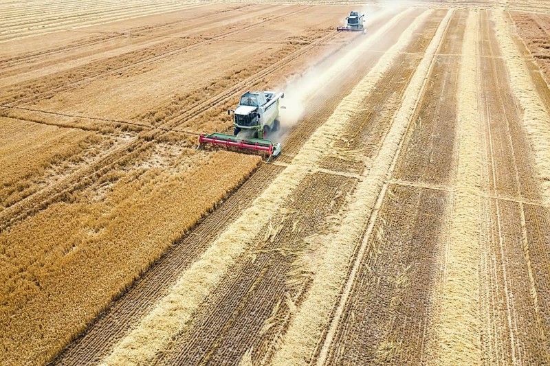 Combine harvester working on a wheat field. Combine harvester Aerial view