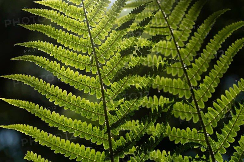 Fern leaf in the forest in spring.Alsace, France