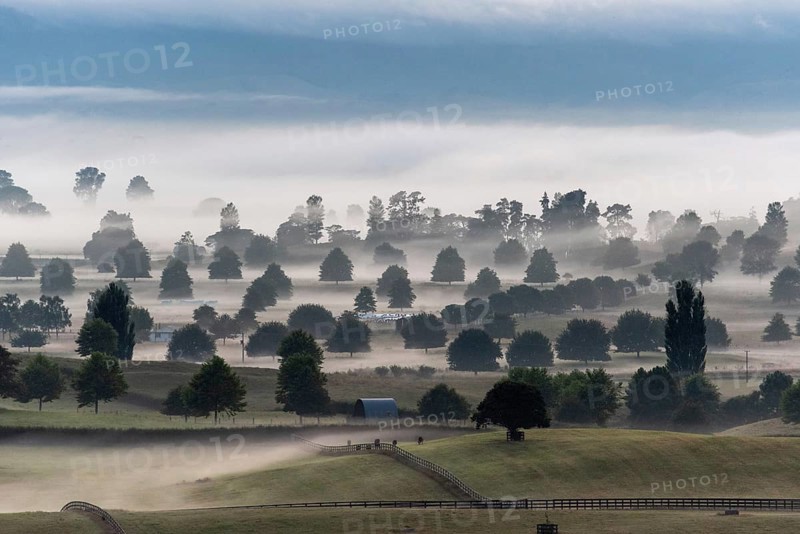 Great pasture landscape in the early morning in Matamata, North Island of New Zealand