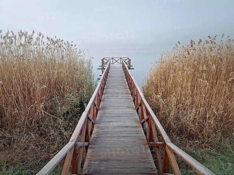 Wooden dock extending into a foggy lake, flanked by tall, dry reeds. Serene and atmospheric scene with the mist creating a sense of calm and mystery