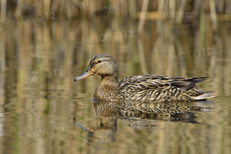 Mallard on a lake (Female) . Mallard female
