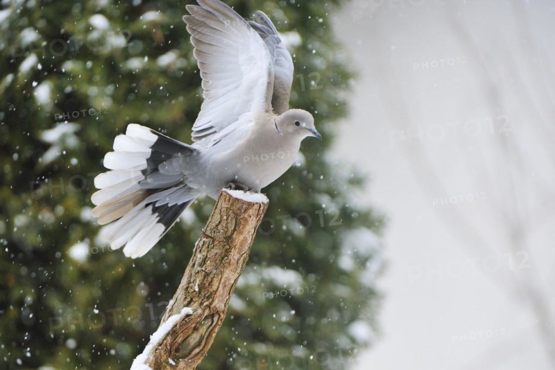 Collared dove on landing on a tree trunk