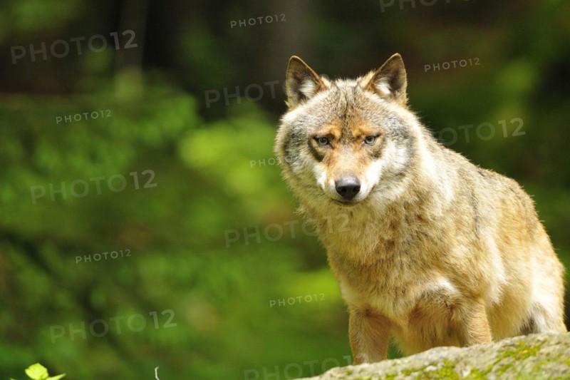 Wolf observes his surroundings