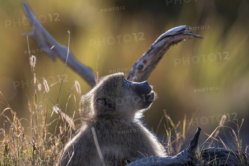 Bear baboon or chacma (Papio ursinus), Moremi Game Reserve, Okavango Delta, Maun, Botswana