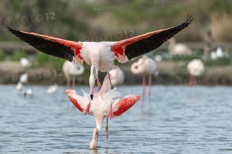 Greater Flamingo couple mating in courtship (Phoenicopterus roseus) in a swamp in spring. Saintes Maries de la Mer, Parc naturel regional de Camargue, Arles, Bouches du Rhone, Provence Alpes Cote d'Azur, France