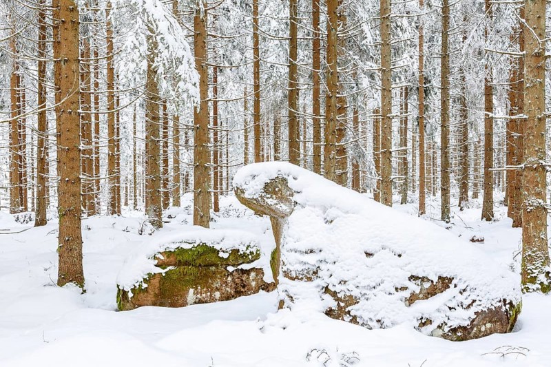 Spruce forest with snow in the winter and a rock