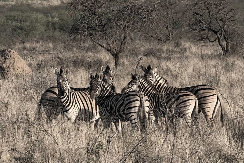 Small herd of zebras at the erongo mountains in Namibia