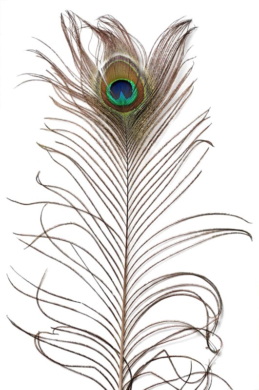 Peacock feather texture isolated on white background