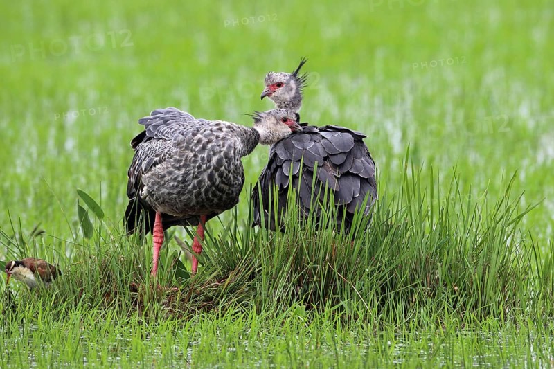 Collared Weirbird, Chauna torquata, pair, Argentina