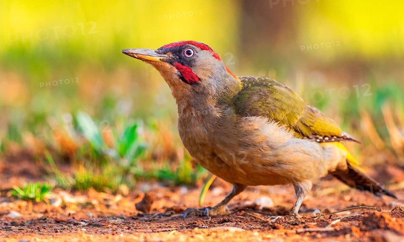 European Green Woodpecker, Picus viridis, Mediterranean Forest, Castilla La Mancha, Spain