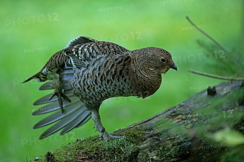 Black grouse female with spread plumage standing on tree trunk looking right