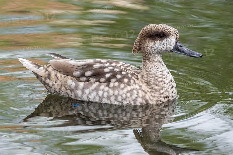 Marbled duck, or marbled Teal, Marmaronetta angustirostris, swimming on a lake