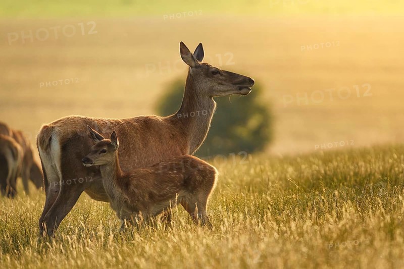 Red deer (Cervus elaphus) female hind mother and young baby calf at sunset