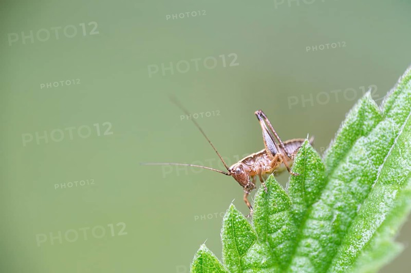 Dark bush-cricket (Pholidoptera griseoaptera), sitting on a leaf, North Rhine-Westphalia, Germany