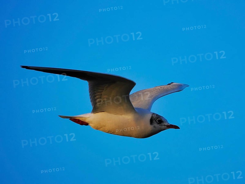 Gull (Larinae) in flight, Brouwersdam, province of South Holland, Netherlands