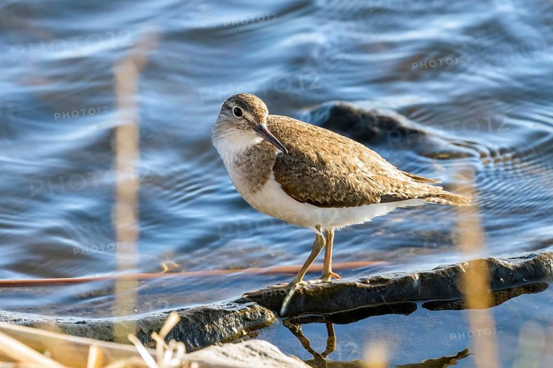 Common Sandpiper Water Bird (Actitis hypoleucos)