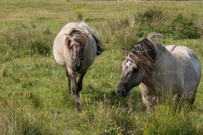 Konik horses grazing in the Wallnau nature reserve (Fehmarn)