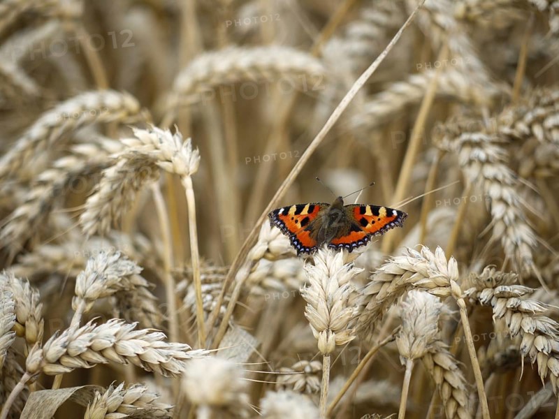 Small tortoiseshell in the wheat field