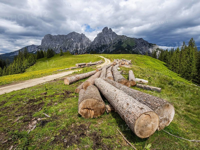 Felled tree trunks, forest path to the Mödlinger Hütte, behind Admonter Kaibling, Admonter Reichenstein, mountain peak in the Admonter-Reichenstein group, Gesäuse National Park, Styria, Austria