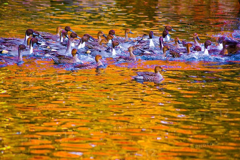 Pond duck with autumn leaves being reflected. Shooting Location: Tokyo metropolitan area