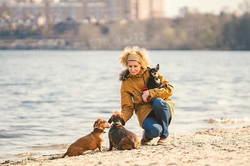 Subject lot pets, dog lover on walk. Adult, old elderly Caucasian woman with three dogs breed dachshund and hands toy terrier. owner plays with ball dog on beach near reservoir river lake in sunny