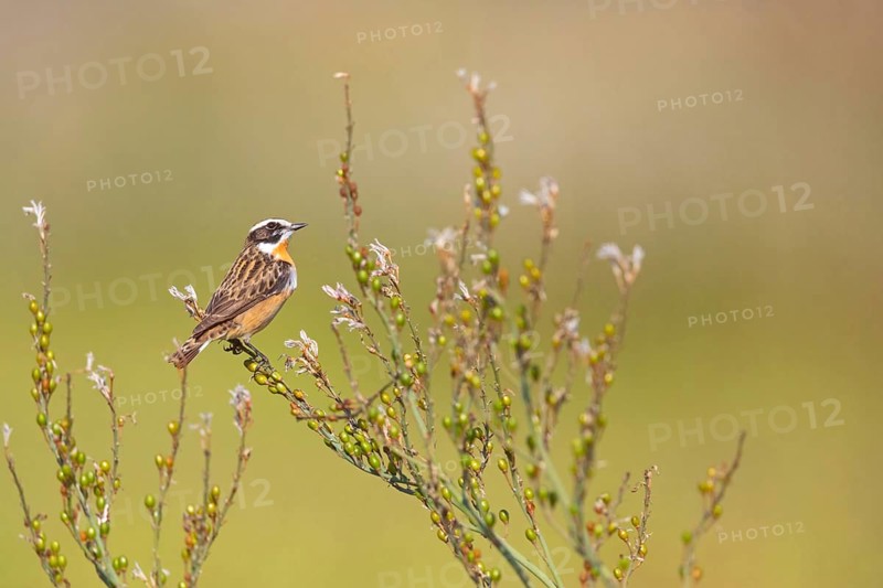 Whinchat, (Saxicola rubetra), perch, biotope, habitat, female, Lesbos, Lesbos Island, Greece