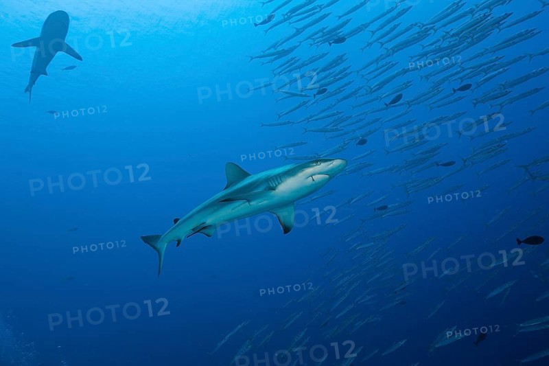 Grey reef shark and barracudas, Carcharhinus amblyrhynchos, Ulong Channel, Micronesia, Palau