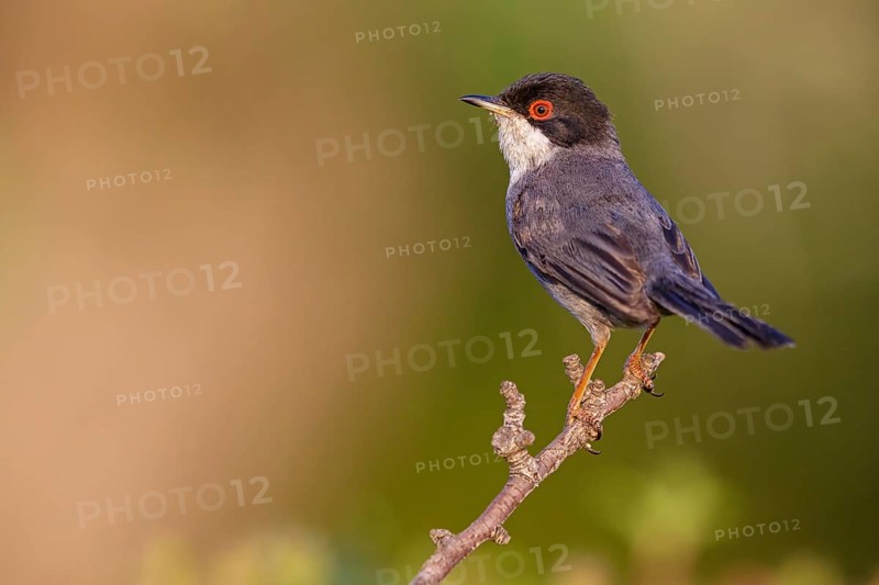 Velvet-headed warbler, (Sylvia melanocephala), warbler family, biotope, habitat, perch, foraging, Lesbos Island, Lesbos, Greece