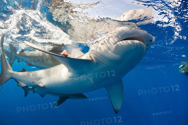 Galapagos sharks, Carcharhinus galapagensis, Oahu, Pacific, Hawaii, USA