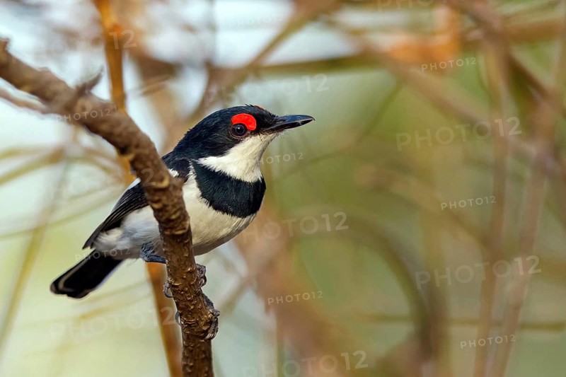 Band-tailed Flycatcher, Lappet Flycatcher, Brown-throated Flycatcher, (Platysteira cyanea), Africa, Sita Joyeh Baobab island, Farasutu, South Bank, Gambia