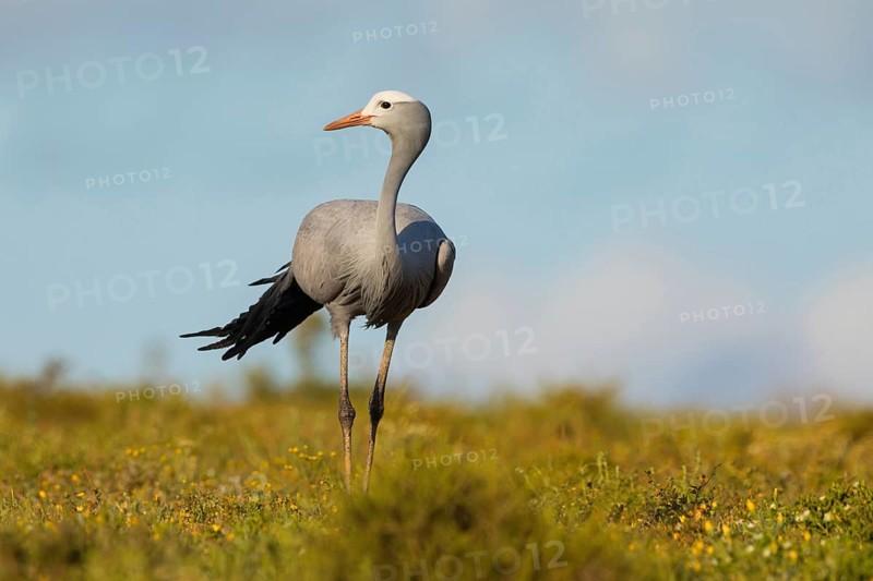 Paradise Crane, (Grus paradisea), (Anthropoides paradisea), Crane family, South Africa, Africa, Addo Elephant National Park, Addo, Western Cape