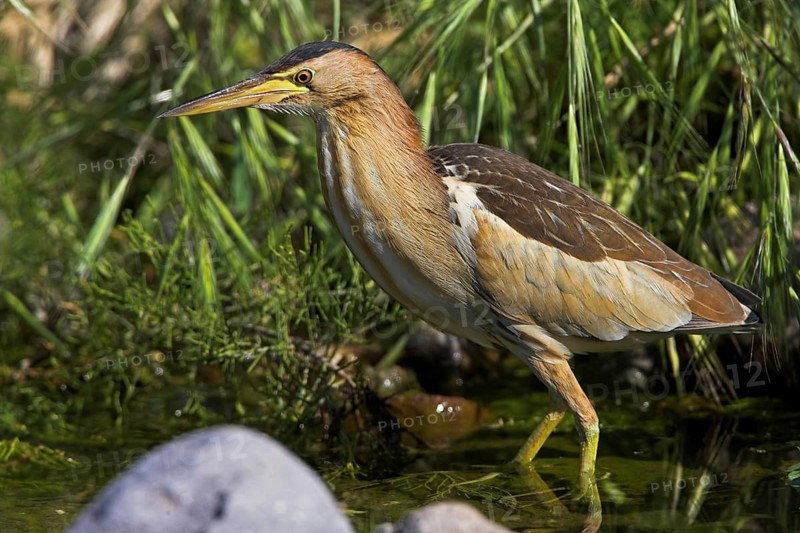 Little Bittern, Little Bittern, (Ixobrychus minutus), foraging, Europe, Greece, Lesbos Island, smallest European heron species, heron, Faneromeni, Lesbos, Greece