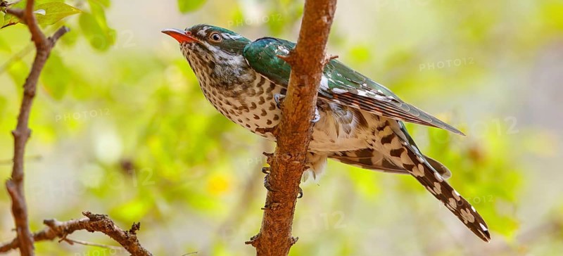 Golden cuckoo, Afrotropical species, family of golden cuckoos, cuckoo, (Chrysococcyx caprius), Wadi Darbat, Salalah, Dhofar, Oman