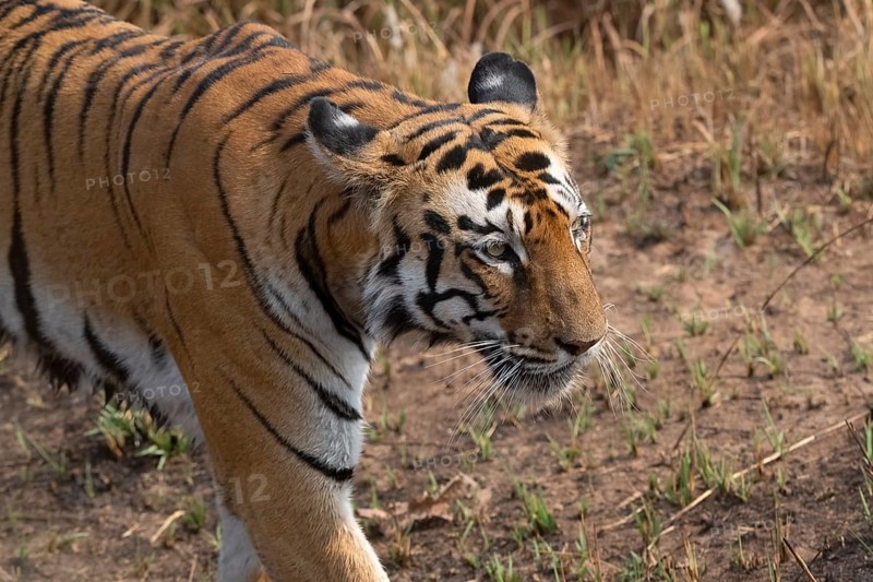 Tiger (Panthera tigris), Bengal tiger or Indian tiger, big cat (Pantherinae), carnivore (Carnivora), critically endangered, animal portrait, Tadoba National Park, tiger reserve, Maharashtra, Chandrapur, India