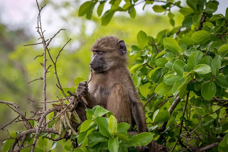 Baby Baboon relaxing in the Kruger National Park, South Africa