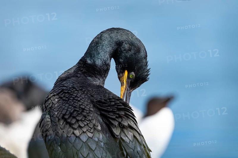 Shag (Phalacrocorax Aristotelis) on the Farne Islands, Northumberland, England, Great Britain