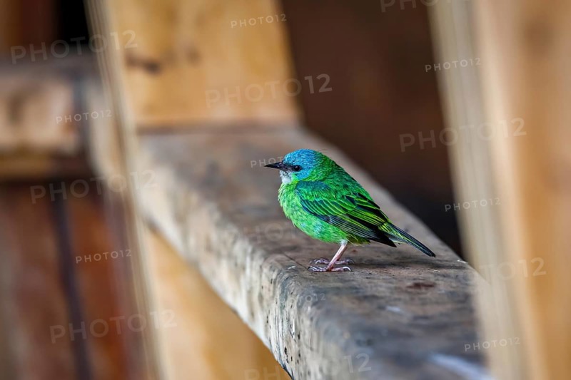 Close-up of a Blue dacnis perched on a wooden board, Serra da Mantiqueira, Atlantic Forest, Itatiaia, Brazil