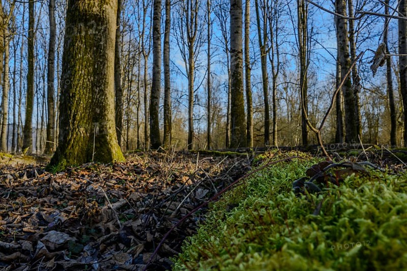 Autumn forest with moss and fallen leaves, sunlight through the trees, Isar meadows