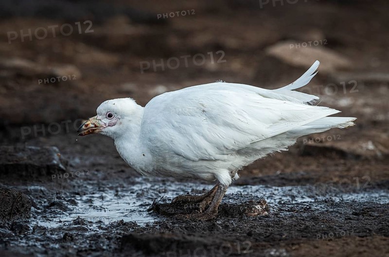 White-faced sheathbill (Chionis alba), drinking at a water source, Bleaker Island, Falkland Islands, Great Britain, South Atlantic