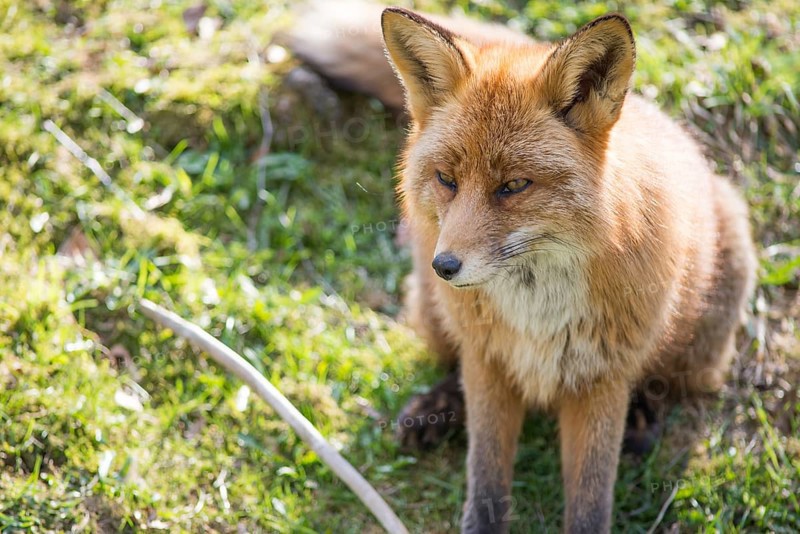 Red fox, Vulpes vulpes sitting and looking towards the camera