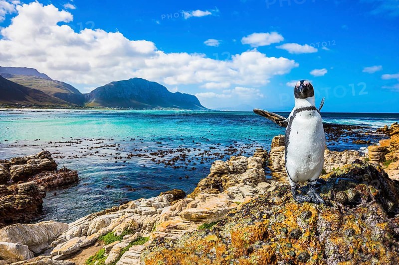 Fanny african black - white penguin on the beach of Atlantic.The boulders and algae. Boulders Penguin Colony National Park, South Africa. The concept of ecotourism