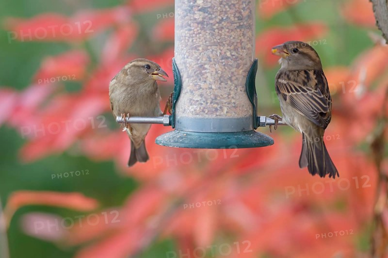 Sparrow eating seeds from a feeder. seasonal bird feeding. Bad Salzschlirf, Hessen, Germany