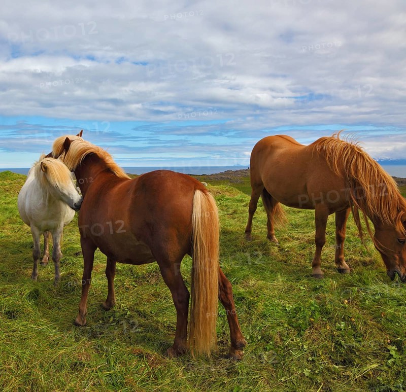 Beautiful and well-groomed horse chestnut and white suit on free ranging. Icelandic horses on the shore of the fjord
