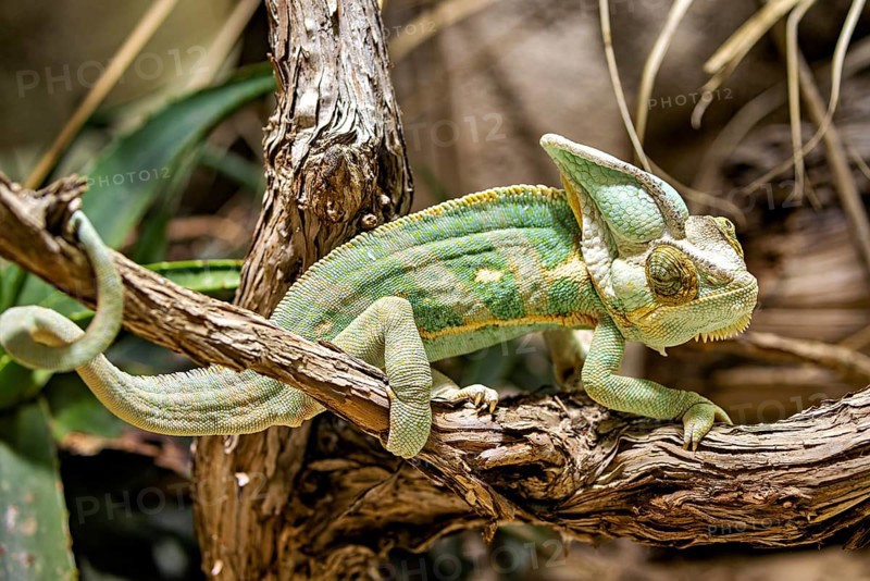 A chameleon sits on a dark brown branch, embedded in a natural environment with plants, A Yemen chameleon climbs over dry branches (Chamaeleo calyptratus)