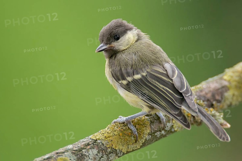 Great tit on perch. Great Tit on perch