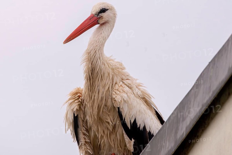 A stork with wet plumage on a roof, Straubing, Lower Bavaria