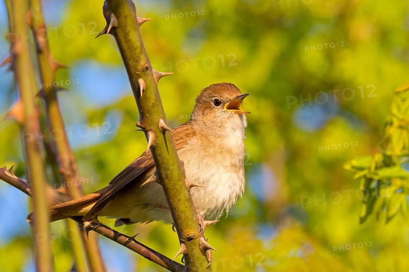 Nightingale, (Luscinia megarhynchos), animals, bird, songbird, family of passerines, classification as thrush and flycatcher, Nahe valley, Bad Kreuznach district, Rhineland-Palatinate, Federal Republic of Germany