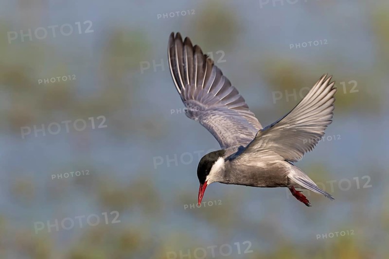 White-bearded Tern, (Chlidonias hybridus, Chlidonias hybrida, family of terns, flight, biotope, habitat, foraging, prey, dive, hunting fish, Lake Neusiedl, Illmitz, Burgenland, Austria